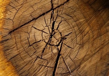 Ogłoszenie o naborze ofert na sprzedaż drewna z lasu gminnego