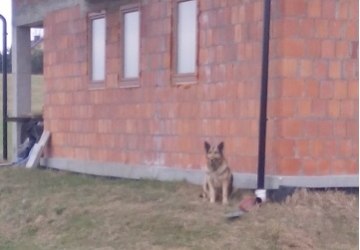 Pies znaleziony w Mszalnicy szuka domu.